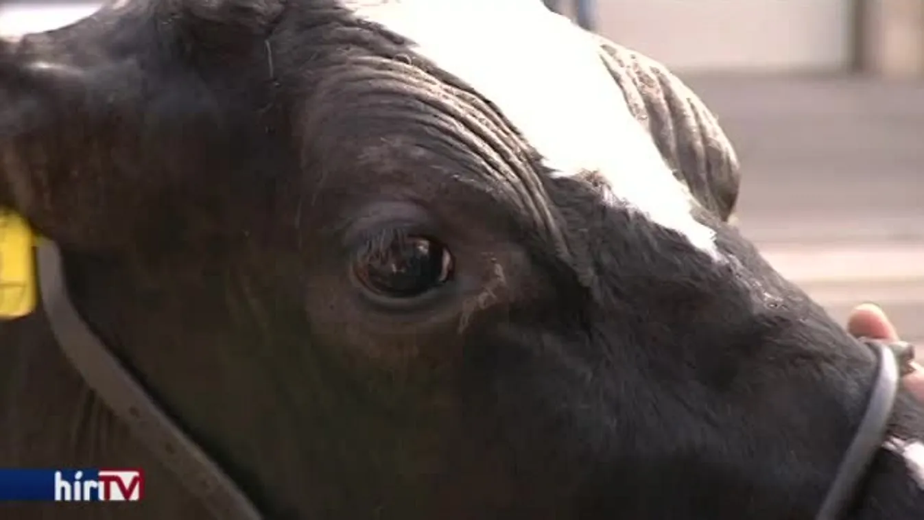 Tehenekkel tüntetnek a budaörsi Tescónál