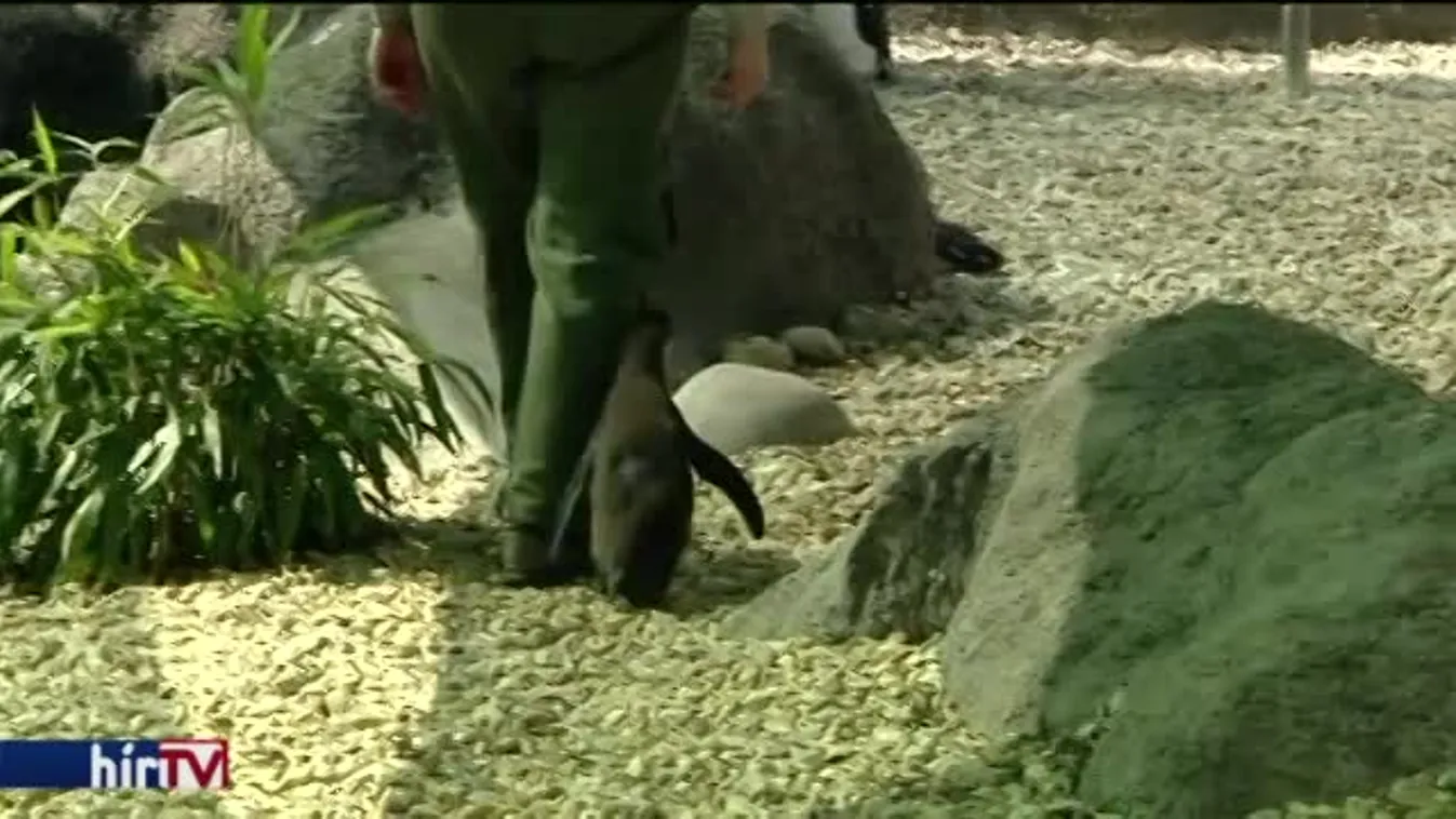 Skippy a fővárosi állatkert legújabb tagja