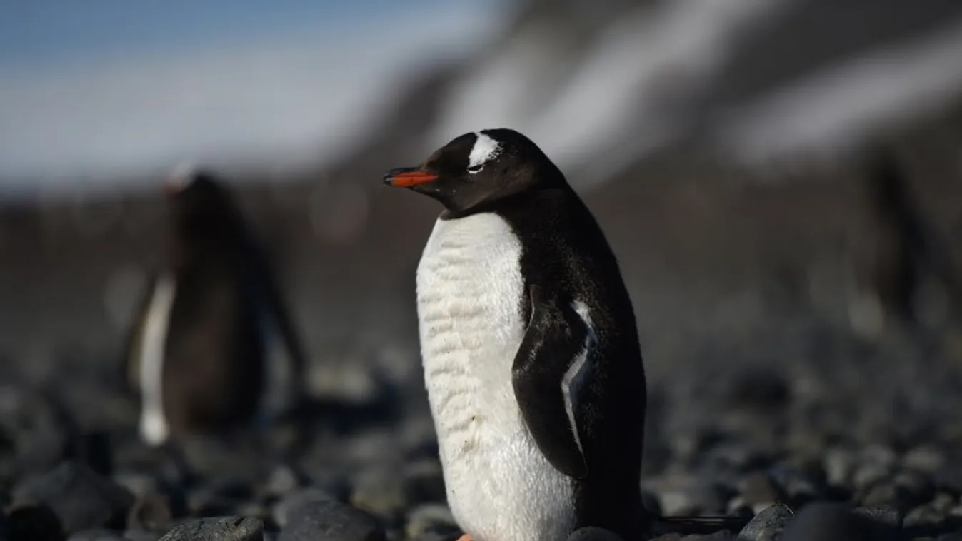 Pingvinfigyelők – BBC Our World