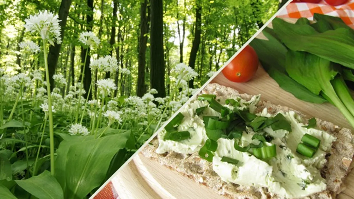 Tizenharmadszor is medvehagyma