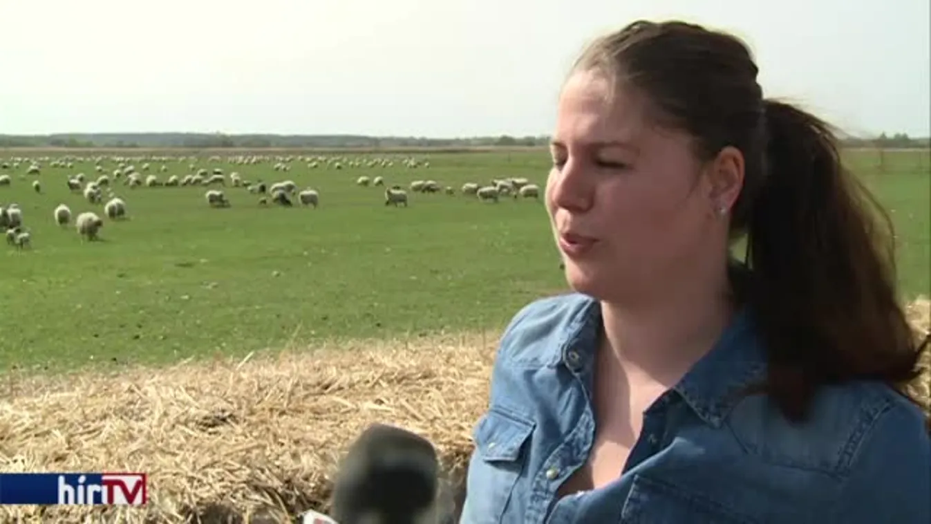 Soroló – Hollók pusztítják a bárányokat