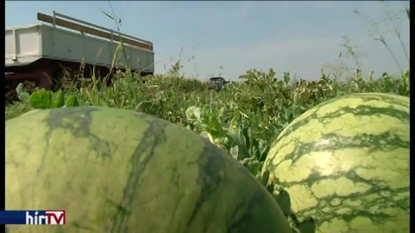 Magyarország élőben – 25-30 százalékkal kevesebb gyümölcs terem