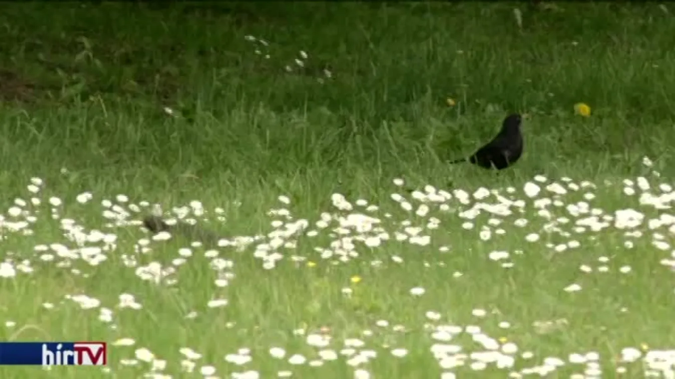 Átadták az első egyetemi madárbarát mintakertet