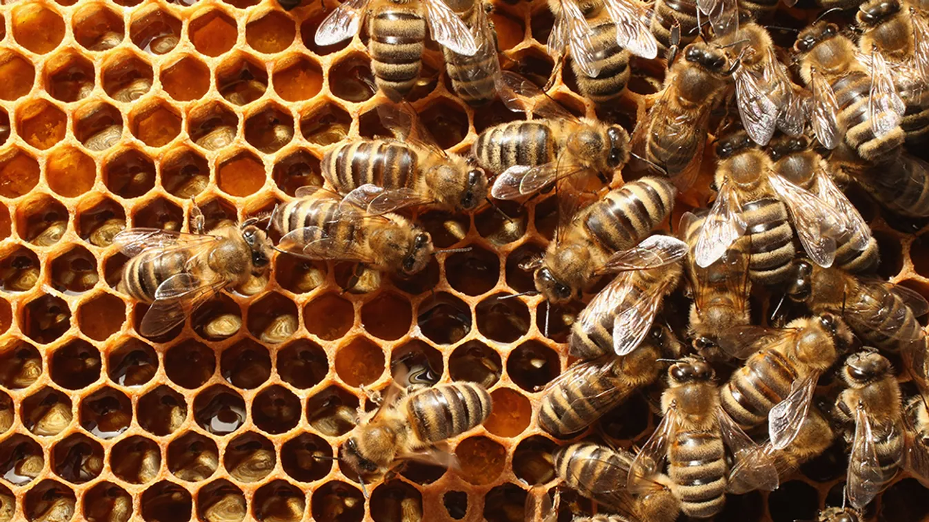 Ellátogatunk a Vendvidékre – Soroló