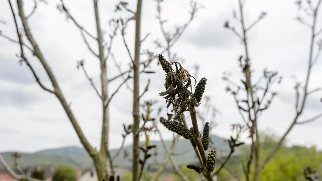 Főként az almát és a szőlőt sújtotta a fagy