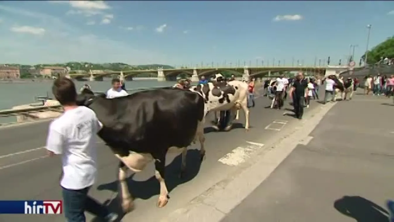 A tej áfája miatt demonstráltak a termelők Budapesten