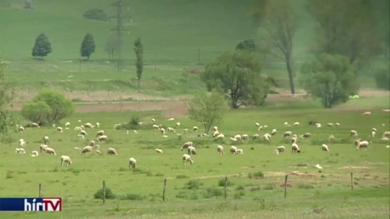 Soroló – Felosztva