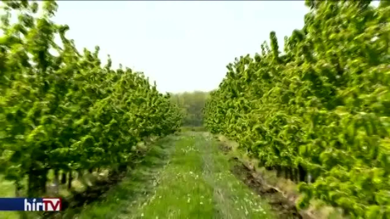 Óriási károkat okozott a fagy