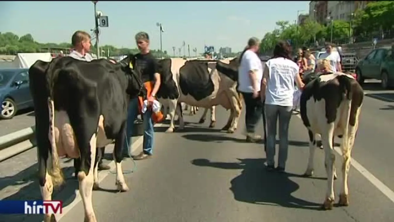 Ötven tehénnel tiltakoztak