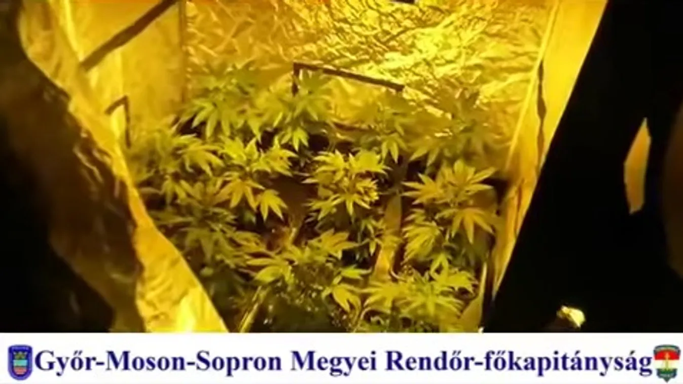 Titokban marihuánát termesztett a pincében