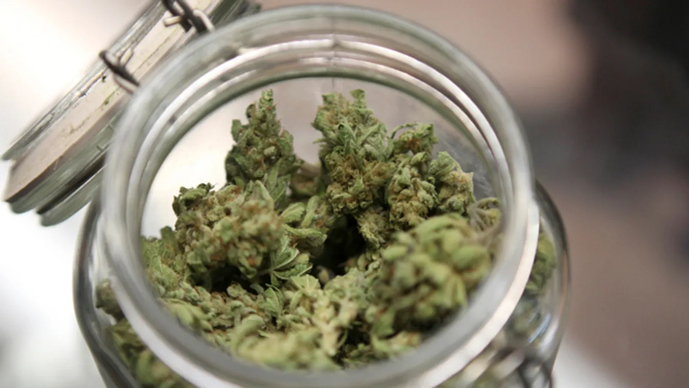 Marihuánát rejtett a gazos terület