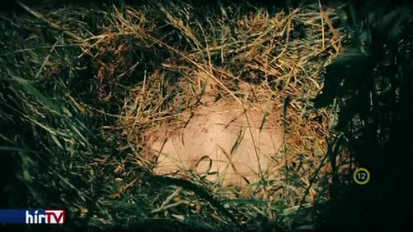 Riasztás - Koporsó