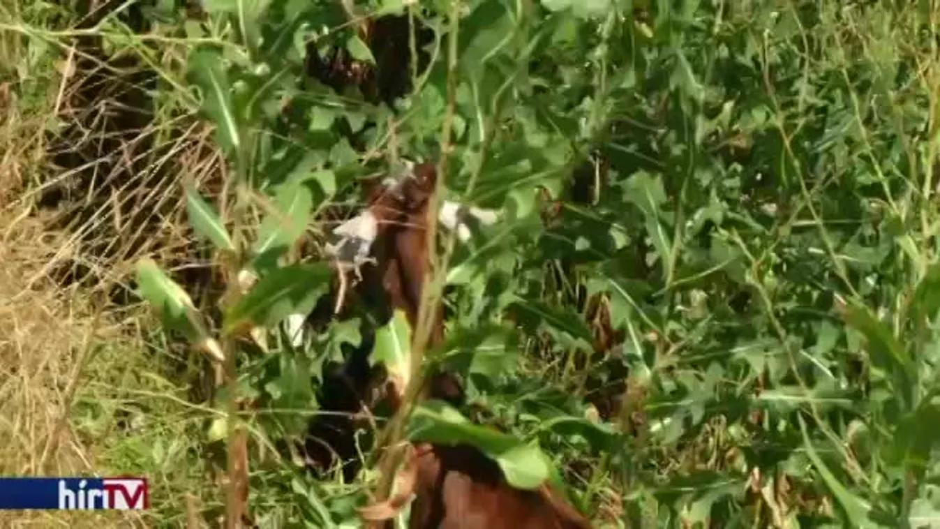 Felfedező – Harci helyzet