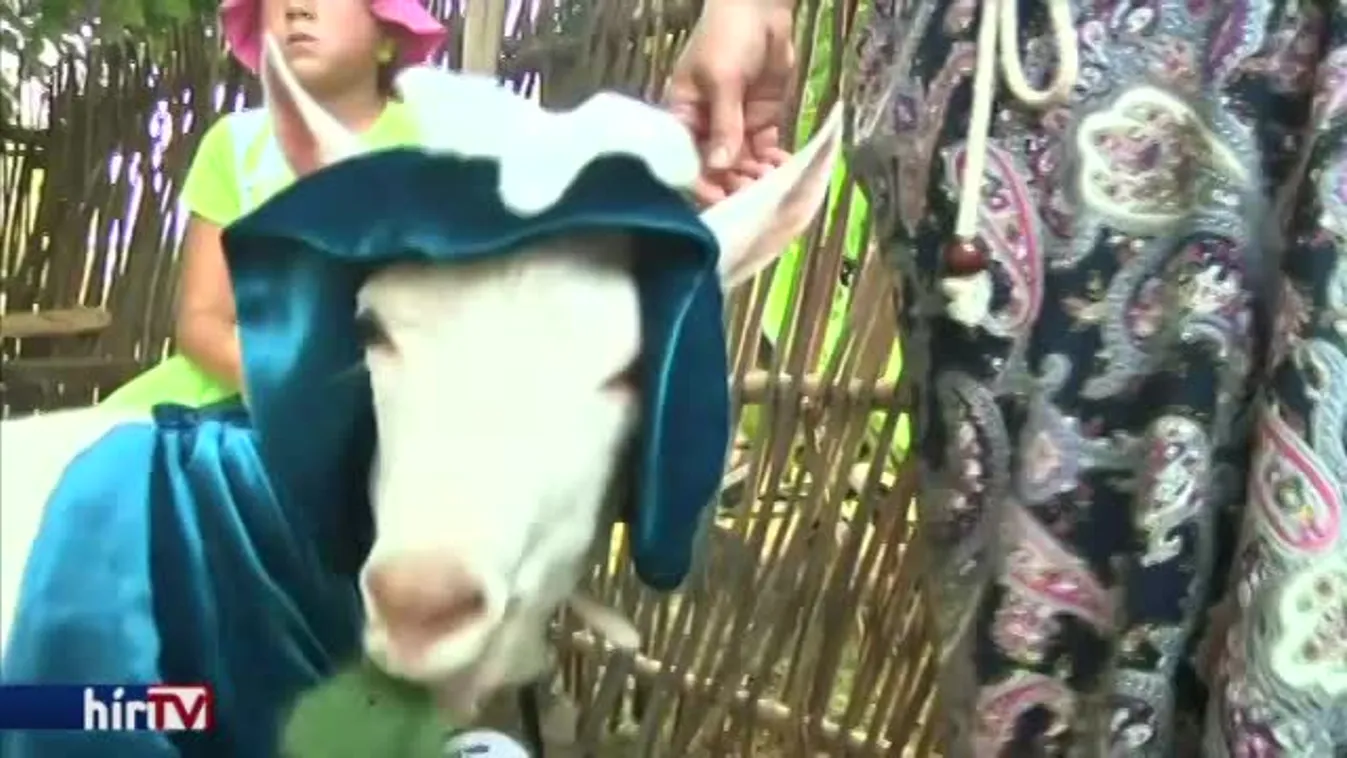 Felfedező – Állati