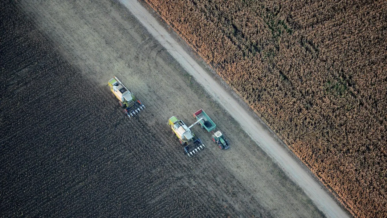 Annyi a napraforgó zömének