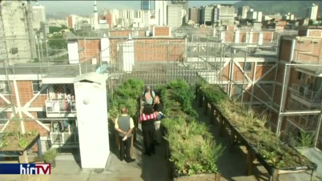 A háztetőkön termelik a betevőt, hogy ne haljanak éhen