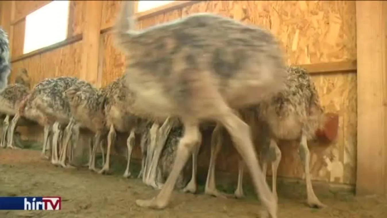 Versenytorzító hatása van az állami beavatkozásnak?