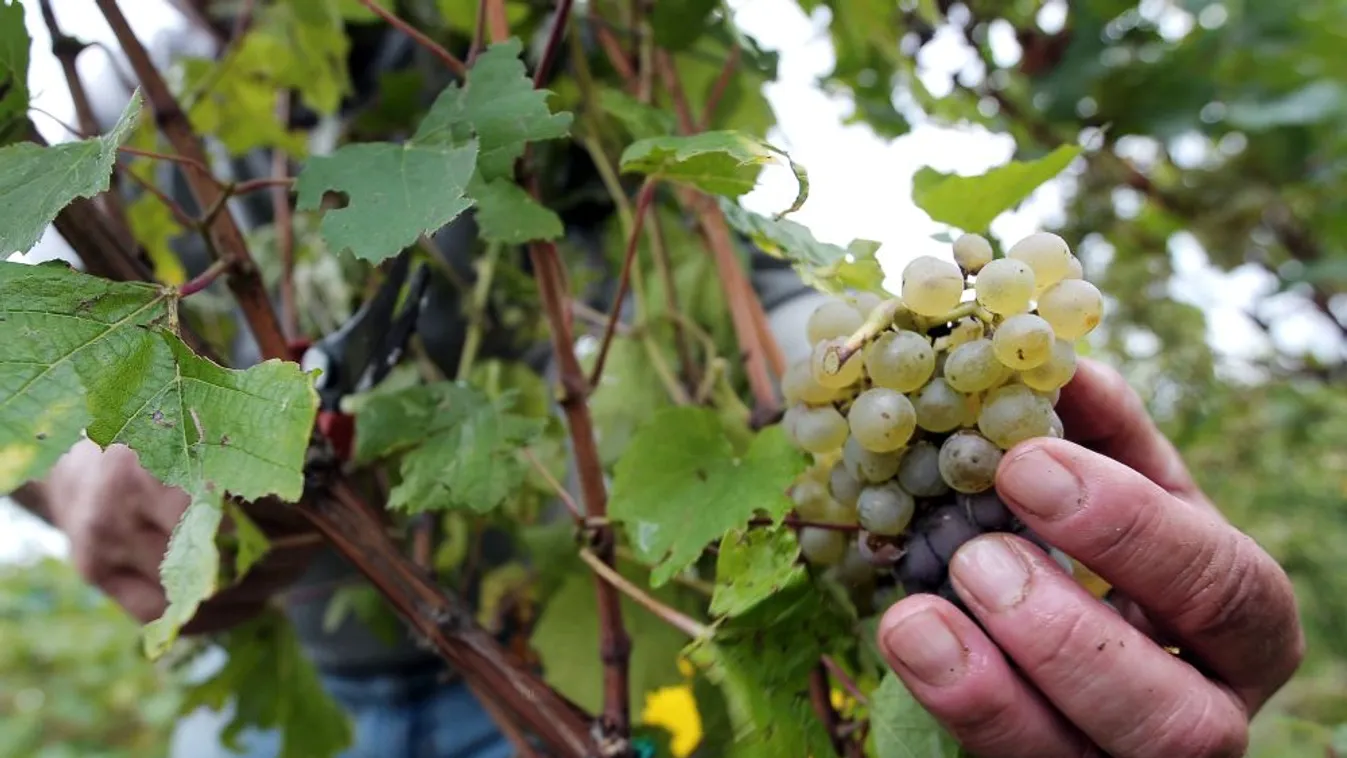 A borászok sokkolják termelőiket? – Soroló