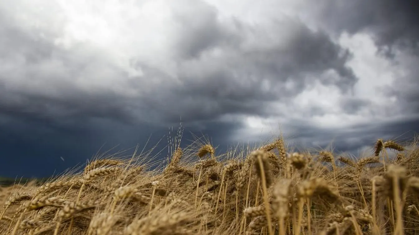 Kiugróan jó a termés