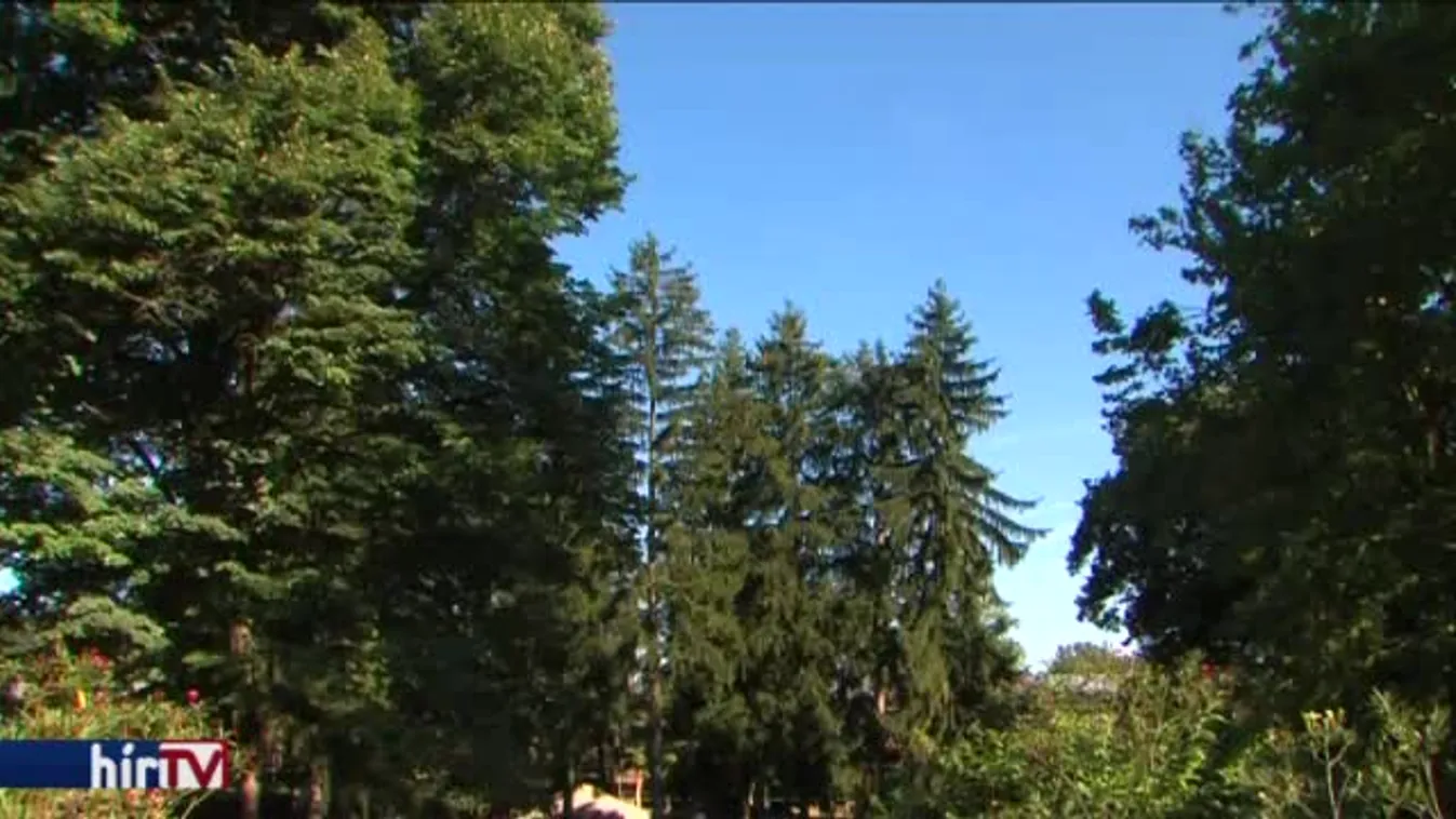 „Gyalázat”: Szigetváron is nekiláttak a fák kivágásának