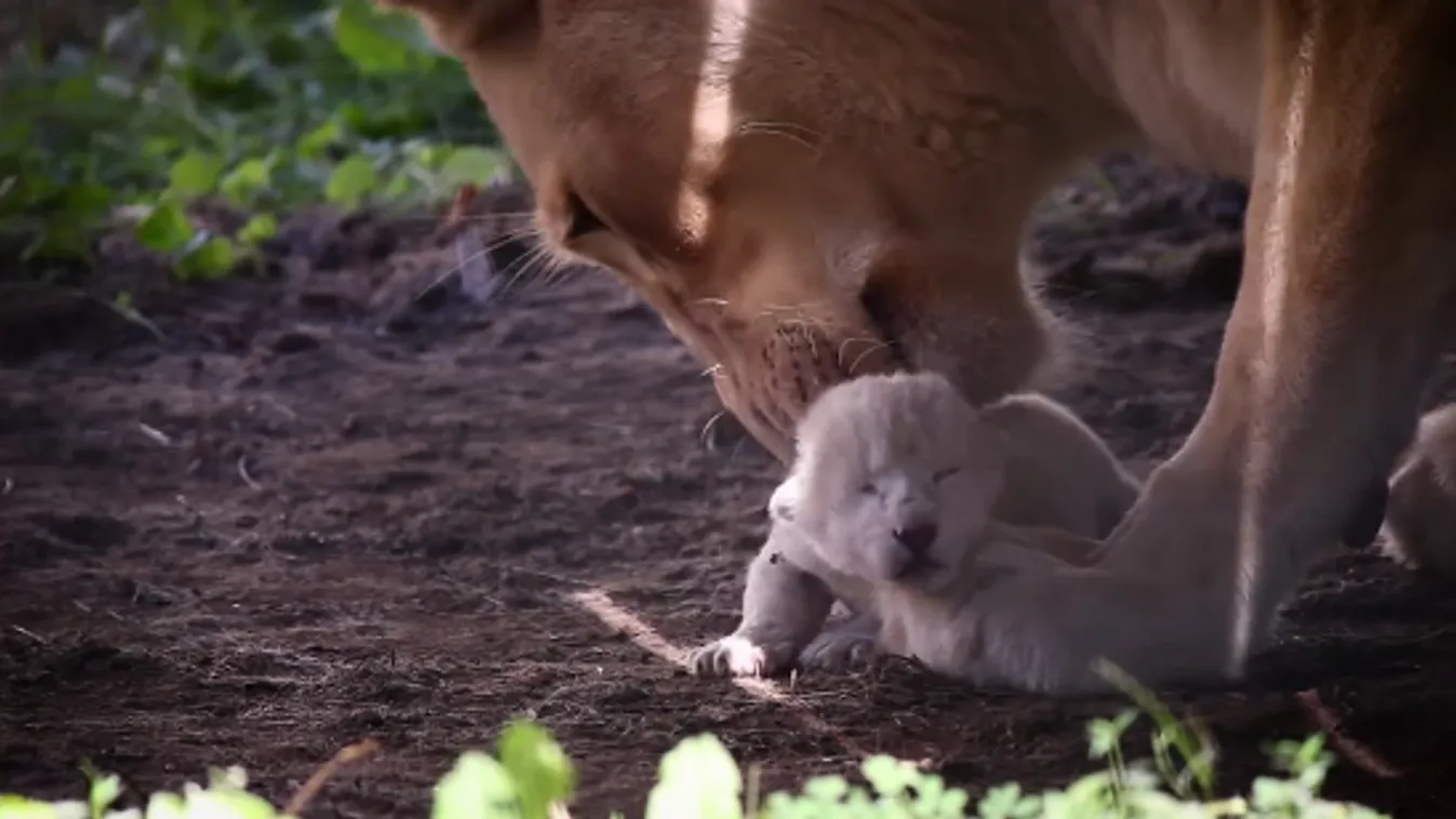 A nagyközönség előtt látta meg a napvilágot a különleges kisoroszlán