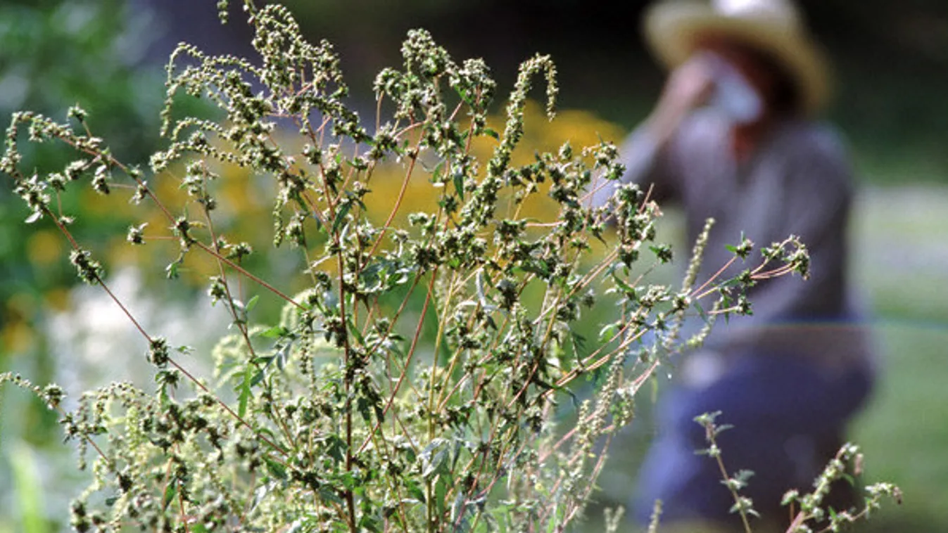 Újra támad a parlagfű – Reggeli járat