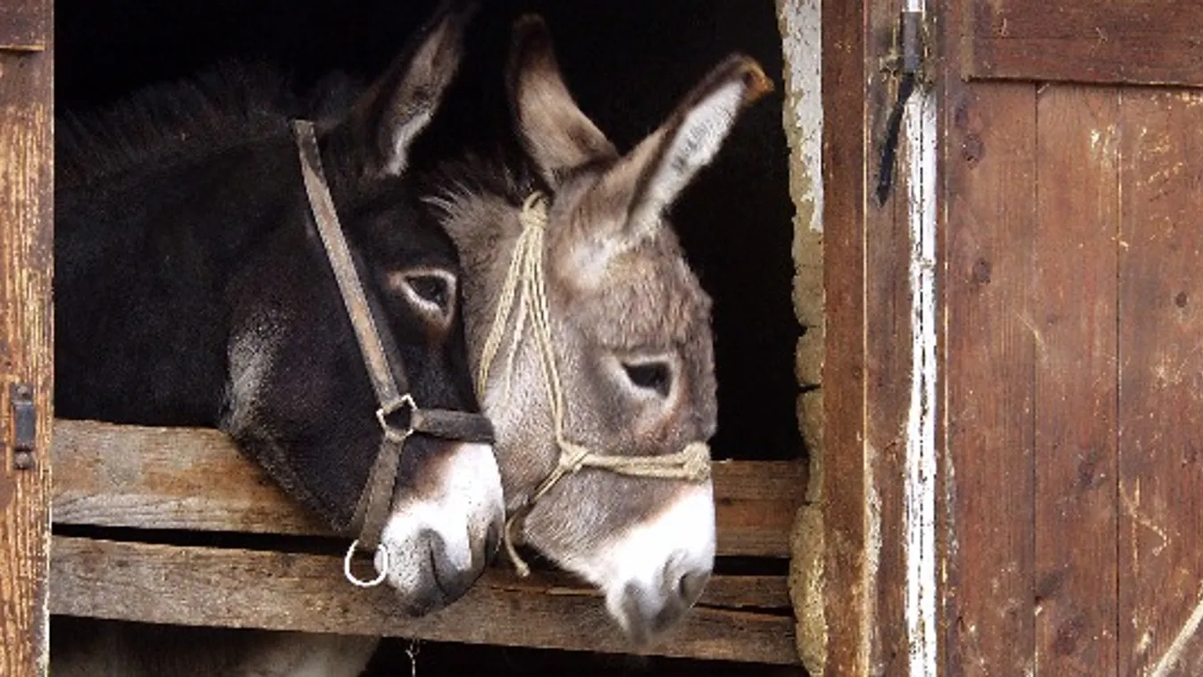 Állati hétvége a skanzenben