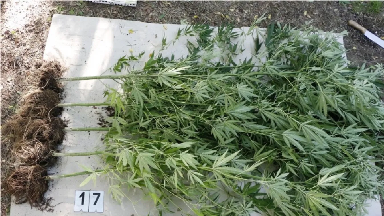 Drogültetvényre csaptak le Lajosmizsén