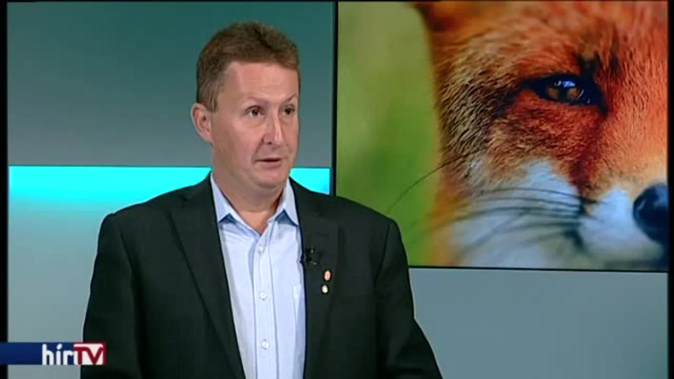 Reggeli járat – Több helyen is láttak rókát Budán