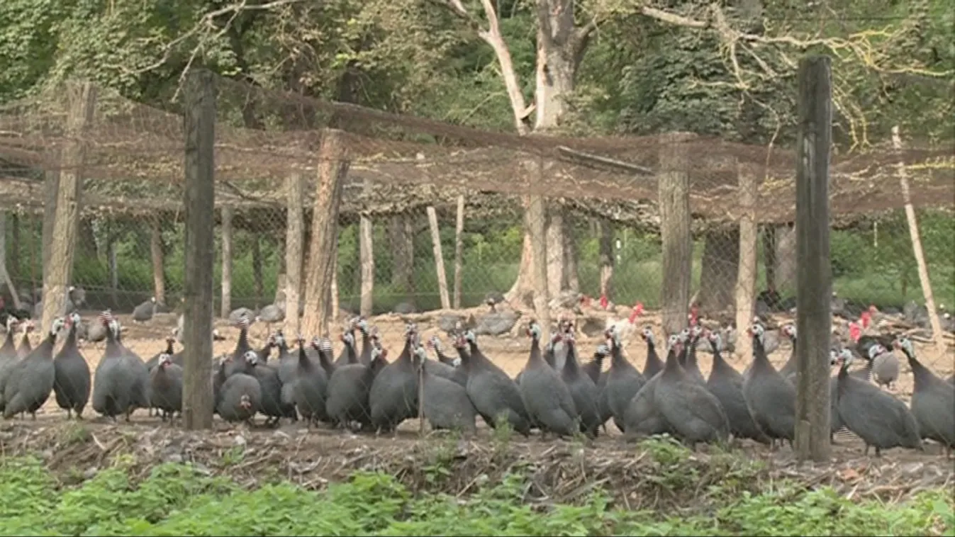 Prémium – Soroló