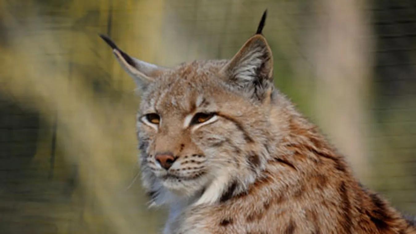 Haza azért nem viheti a hiúzt