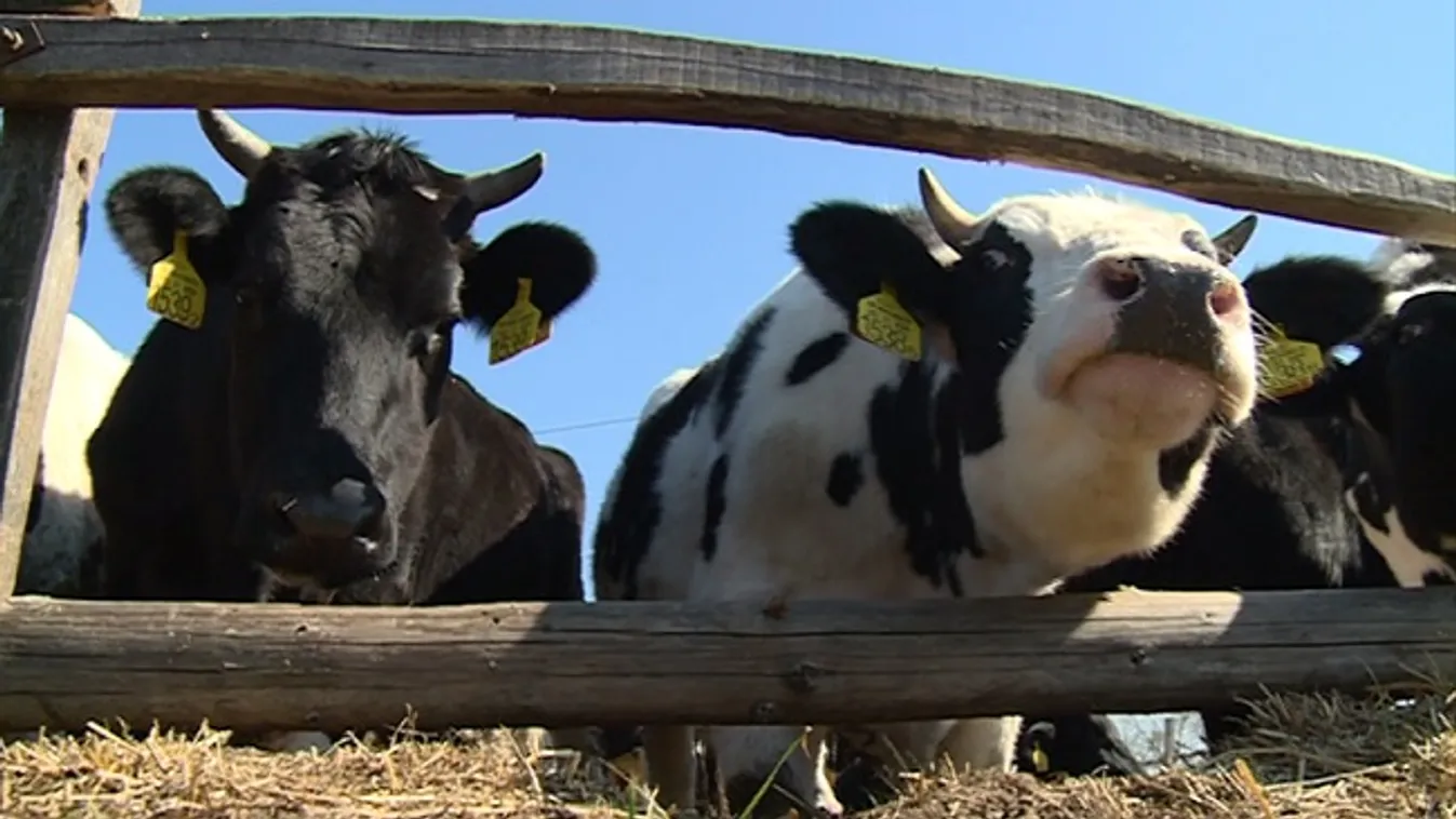 Csökkent a húsmarha ára – Soroló