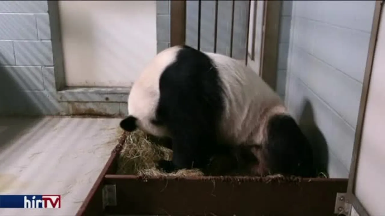 Egy jó hír – már nem veszélyeztetett állat a panda