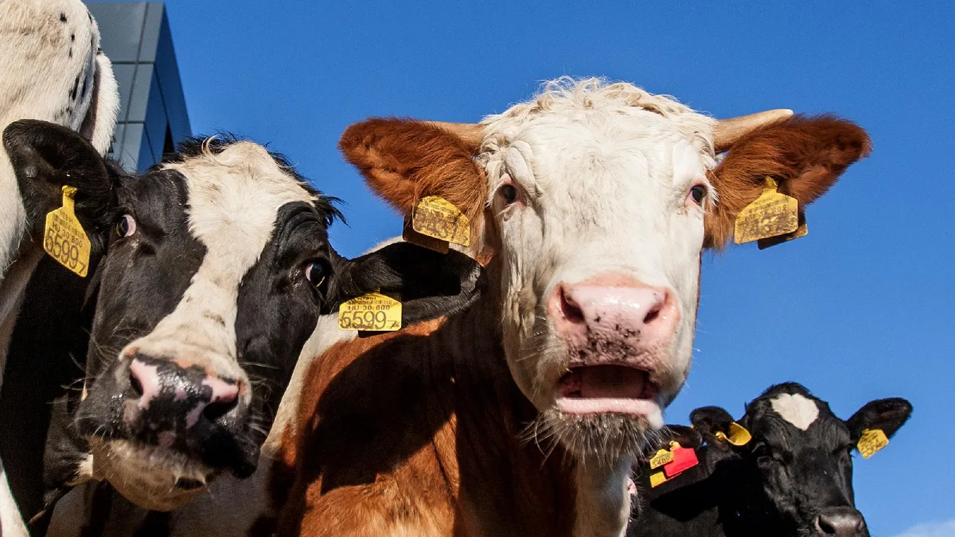 Csalódtak – Soroló