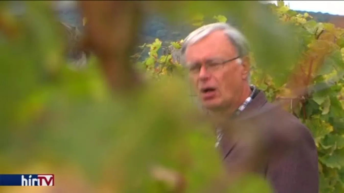 Jó évjáratra számítanak a borászok