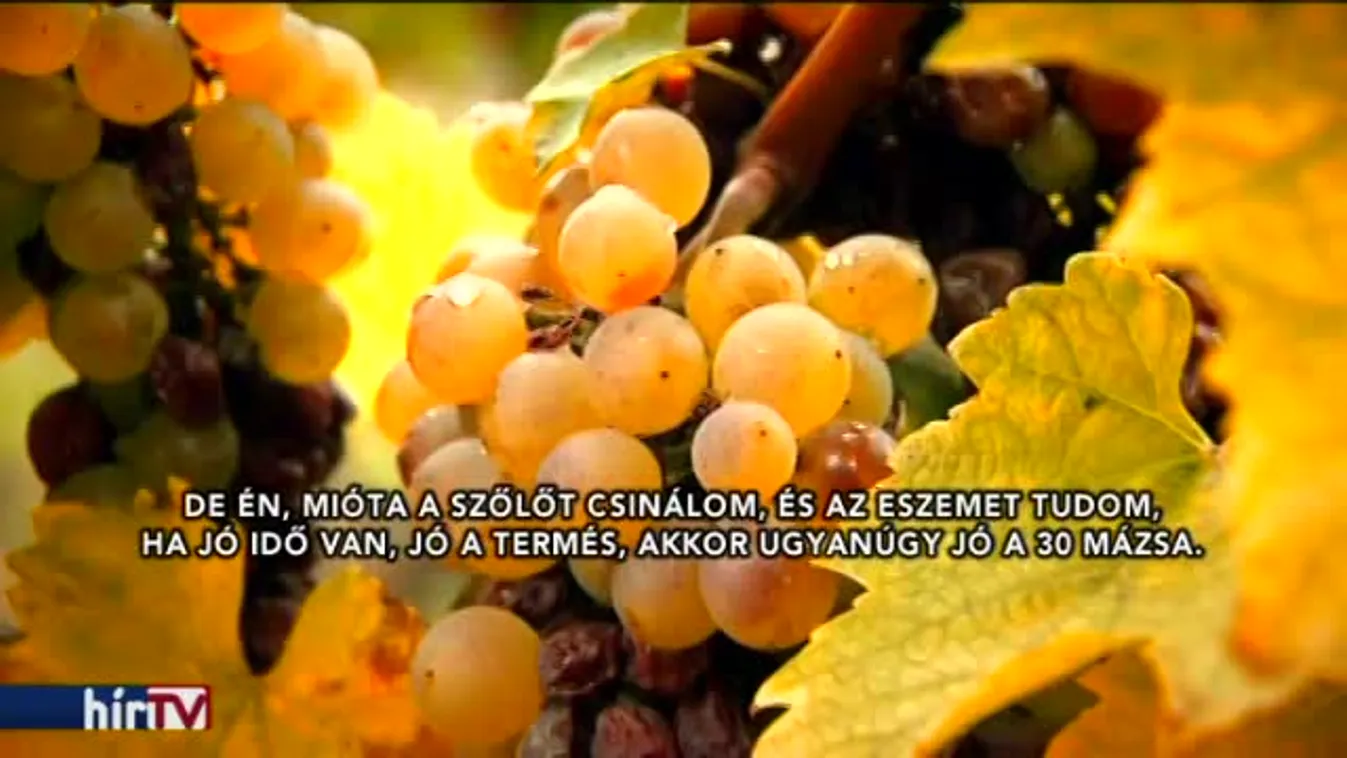 Látótér - A szőlőskertek királya