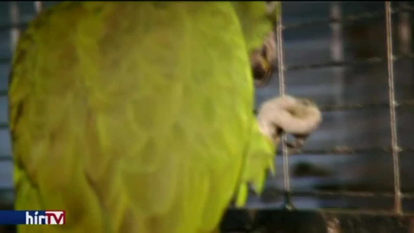 Panaszkönyv – Spagettik