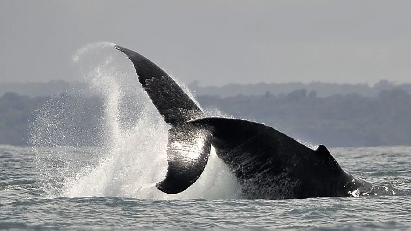 Elbírálás – Ázsia