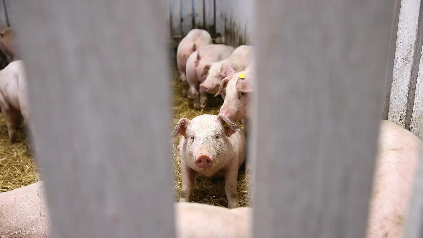 Baromfi után sertésvész? – Reggeli járat