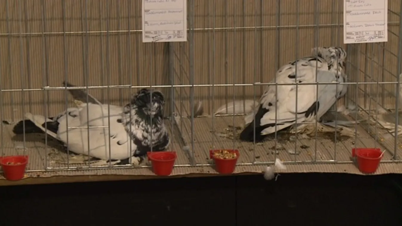 Csaknem hetven tenyésztő mutatta be legszebb példányait