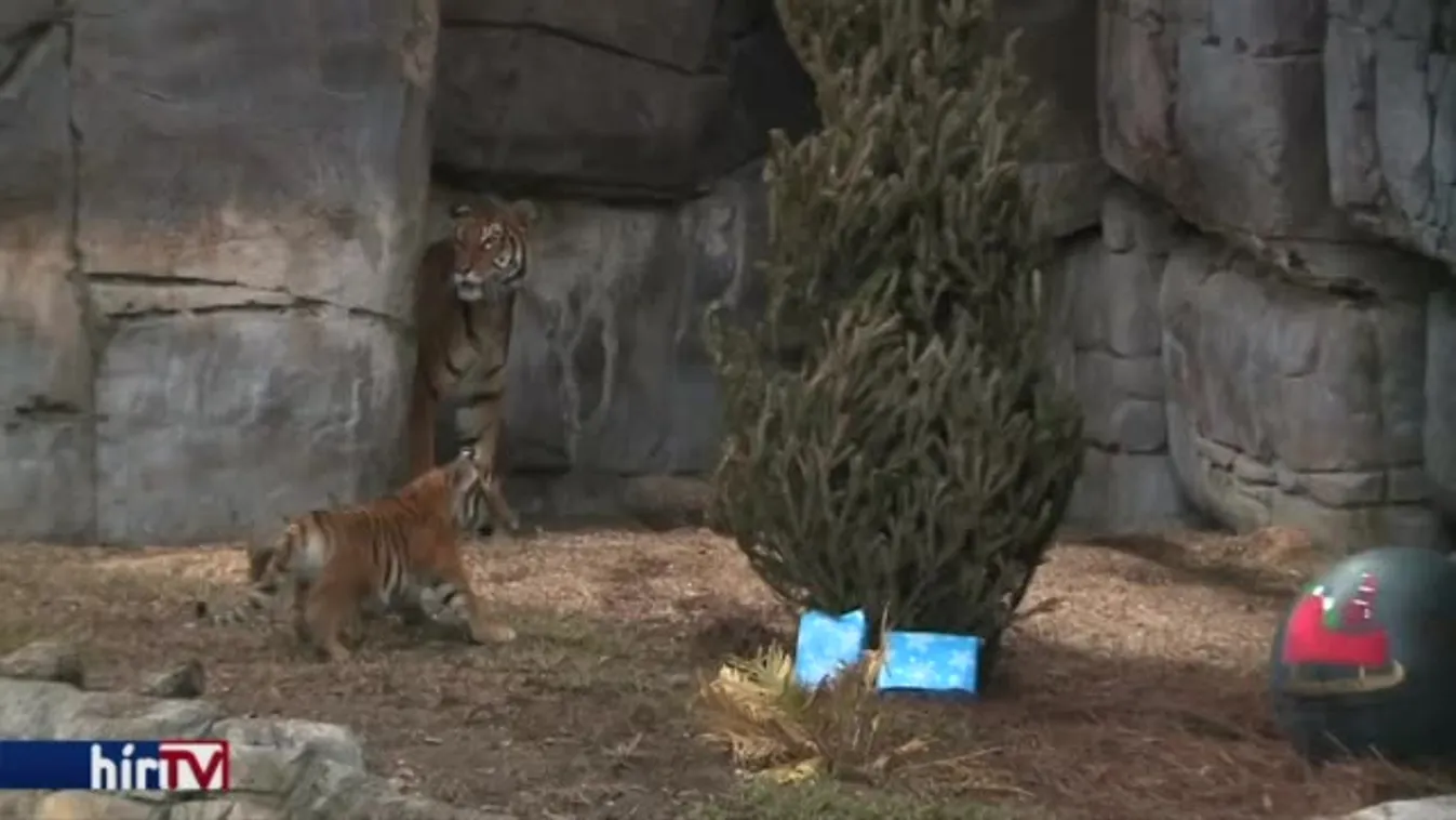 Karácsonyi ajándékok a floridai Tampa állatkertjében