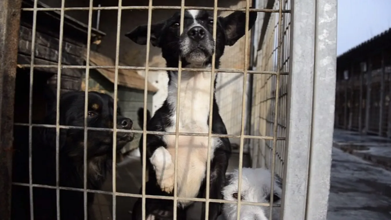 Örökbefogadással egybekötött adománygyűjtés