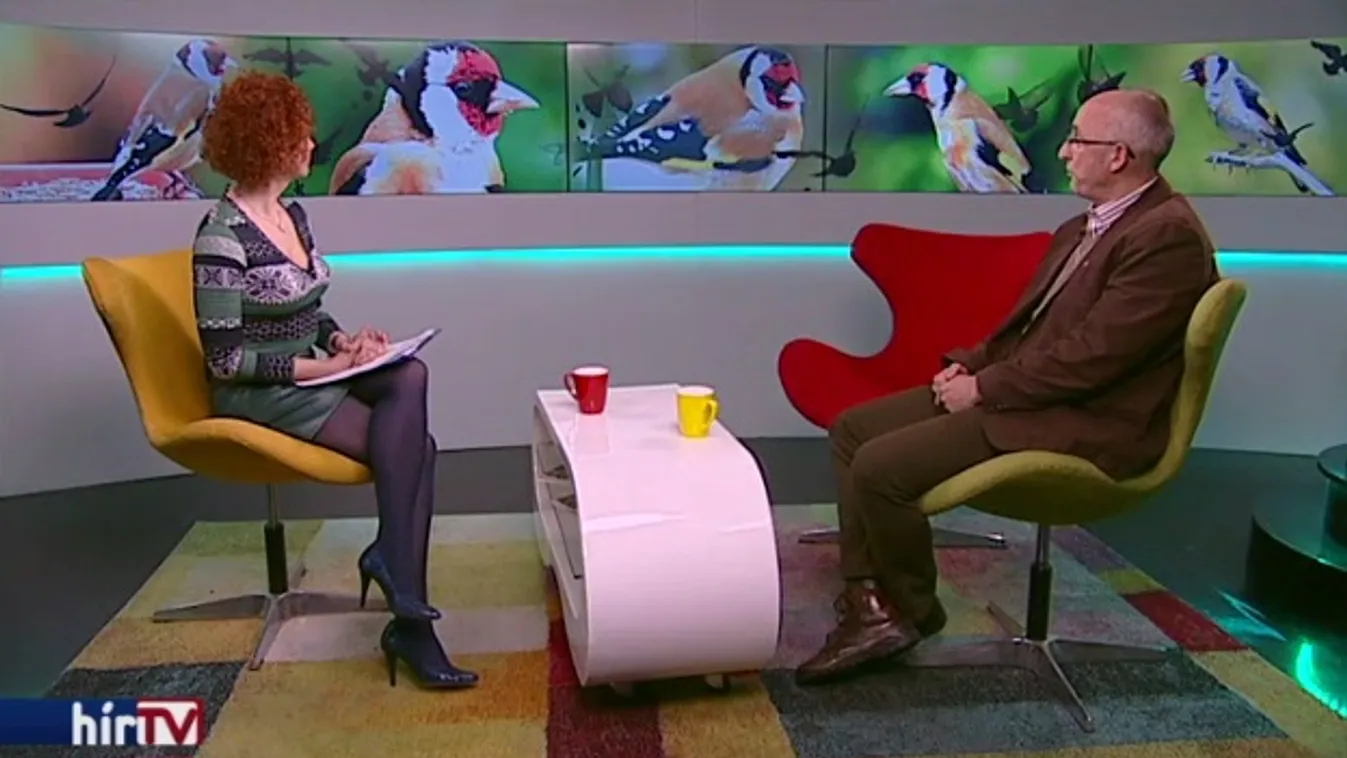 Leggyakoribb pintyfélénk