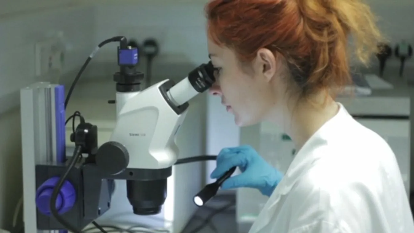 Tollasbál – Felfedező