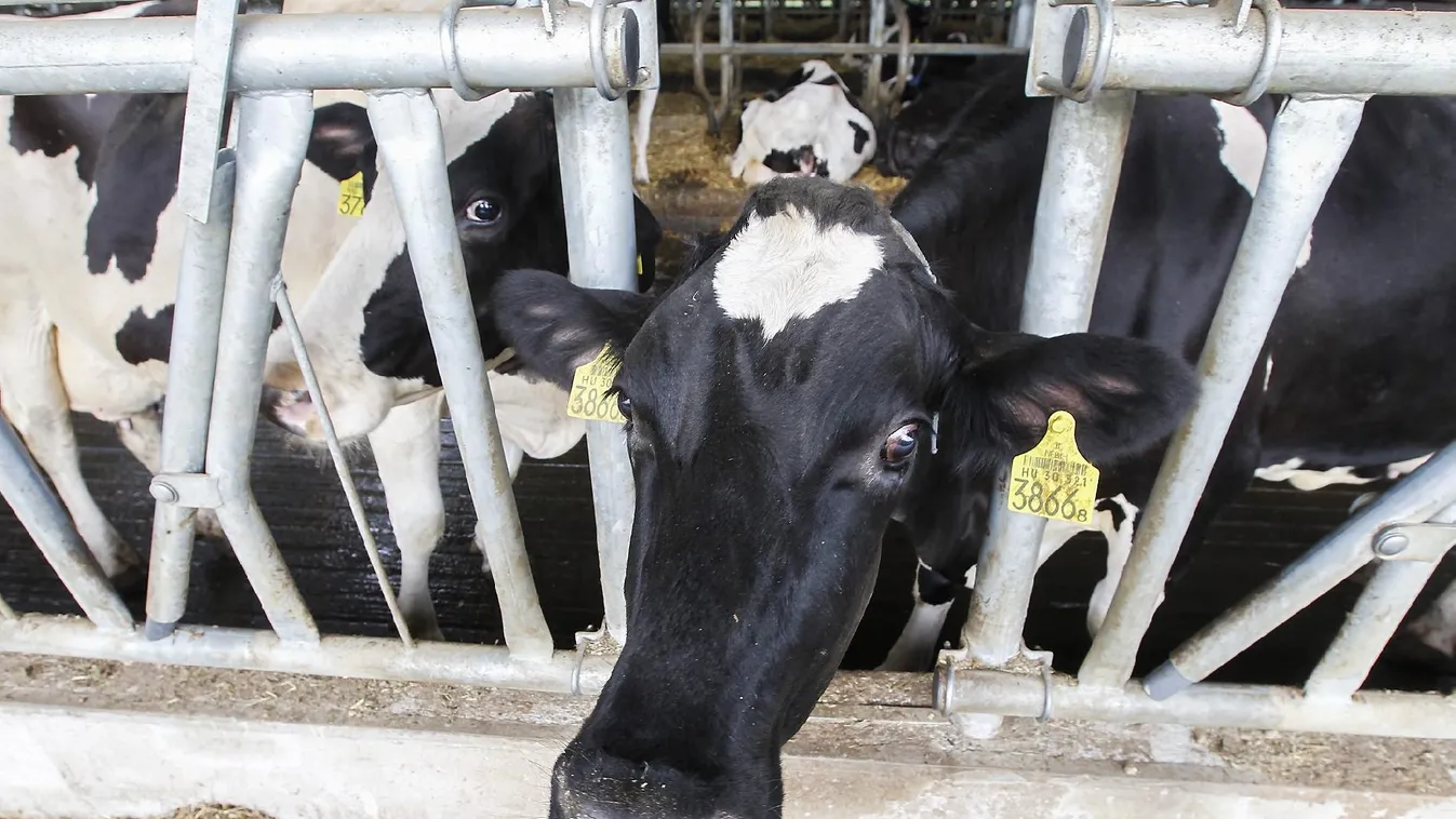 Válság – Soroló