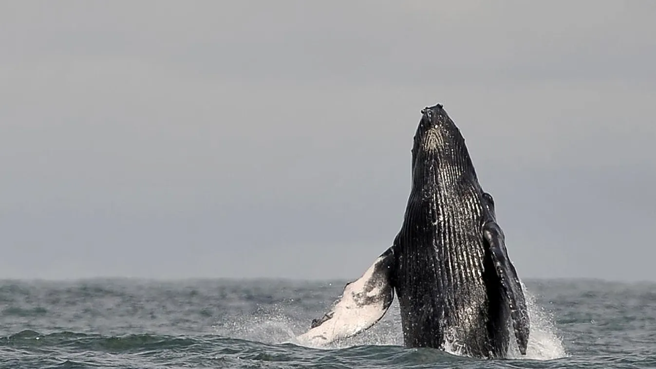 Bálnák New York partjainál – BBC Travel Show