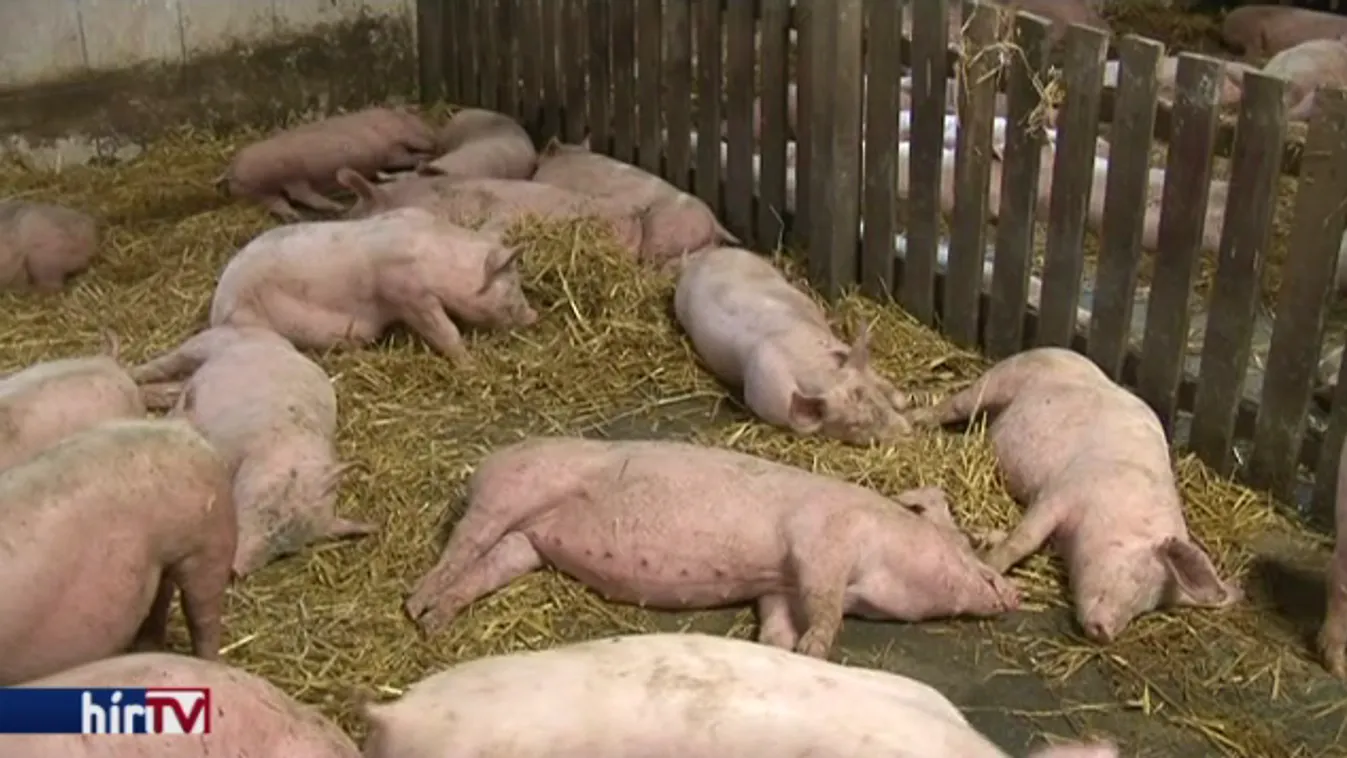 Farokrágás: nem lehetett kihagyni, túl sok forgott kockán?