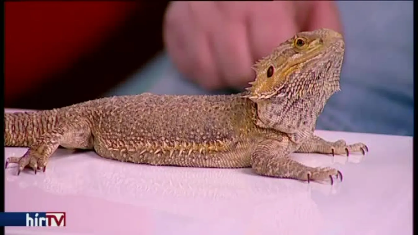 Reggeli járat - Boa