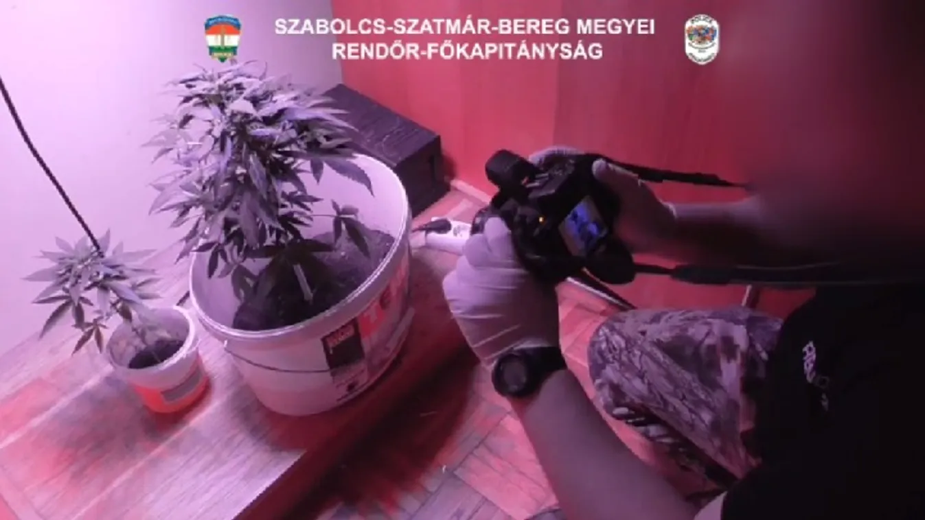Cannabist nevelgetett a szekrényben