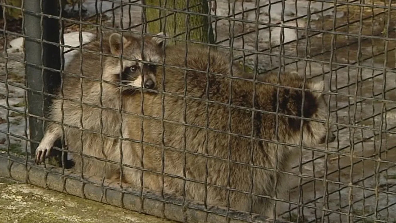 Szerelmes állatokat ünnepeltek Budakeszin